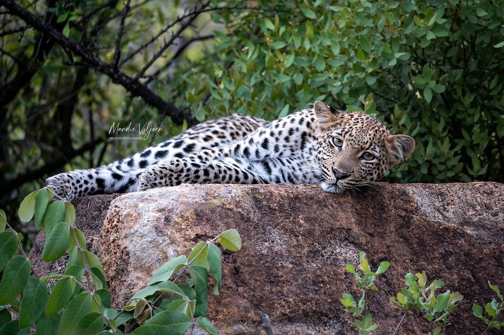 leopard rock