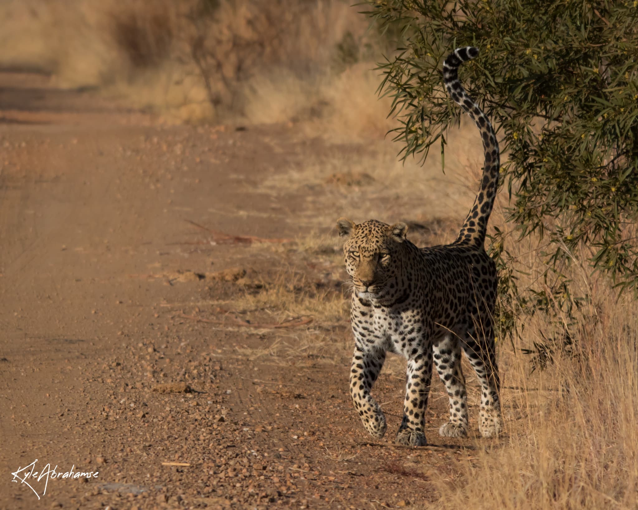 leopard