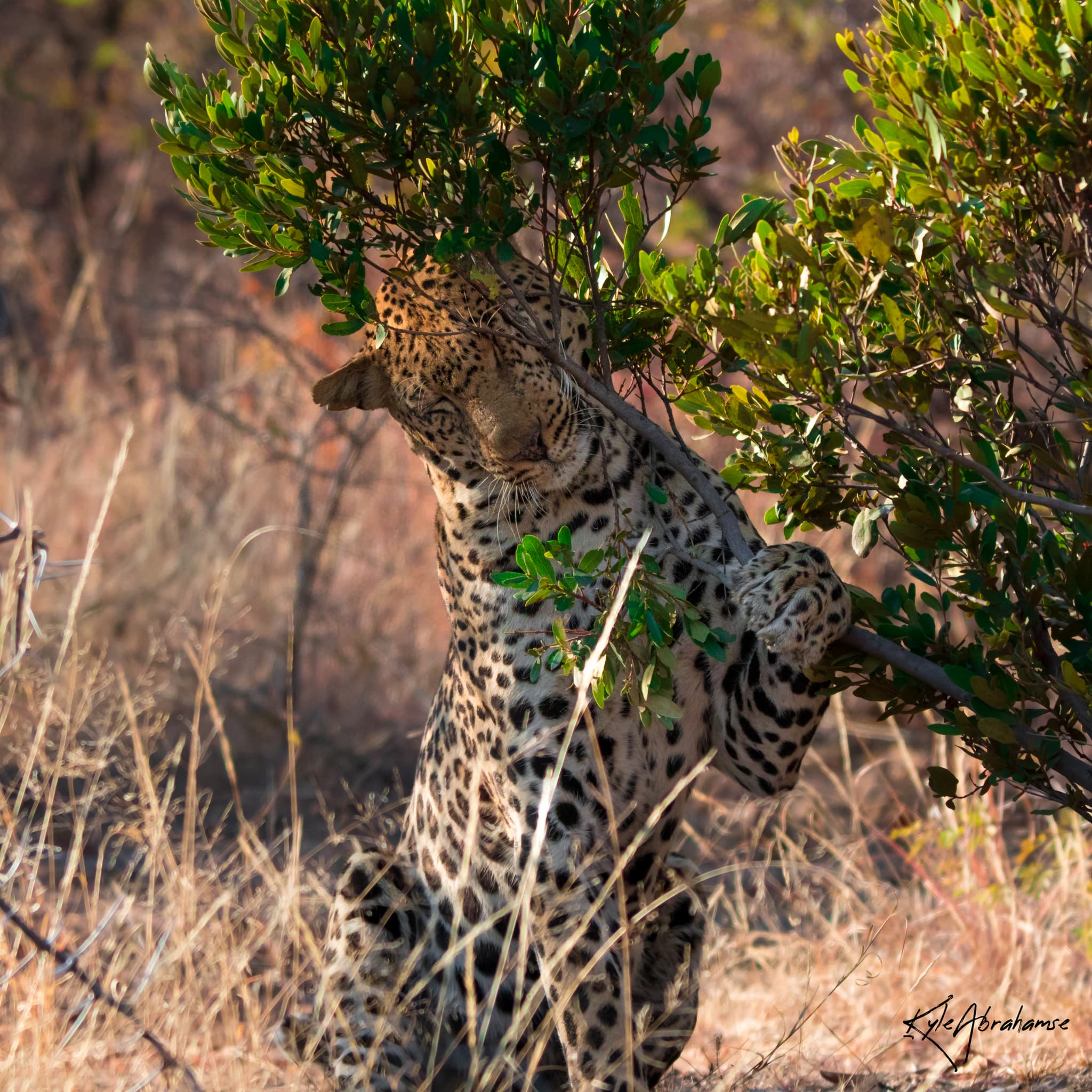 leopard