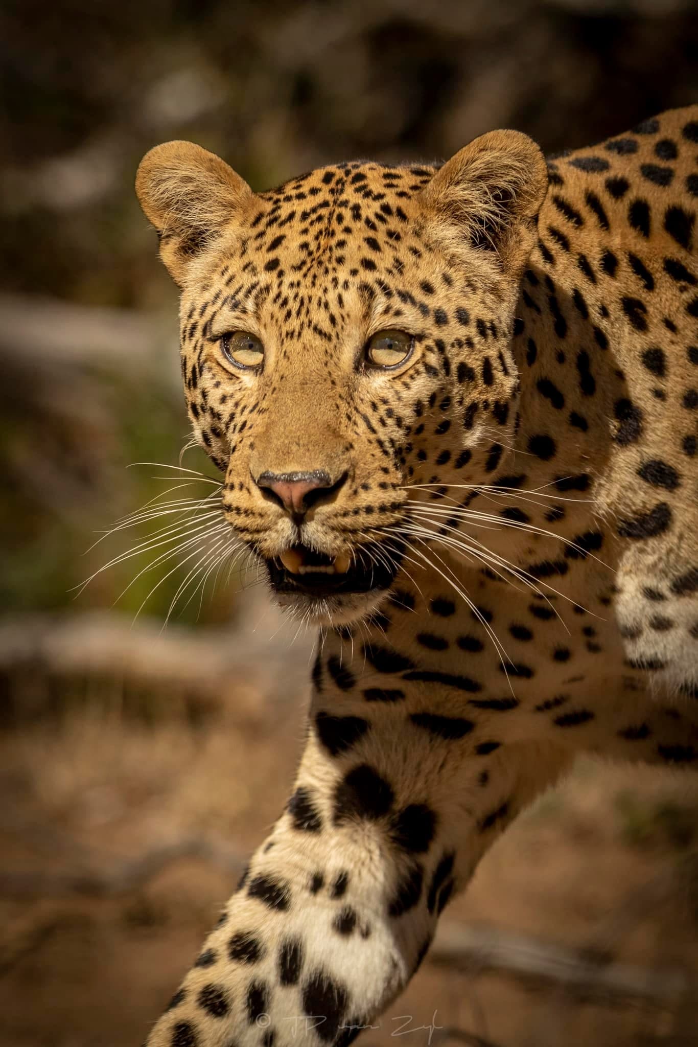 leopard