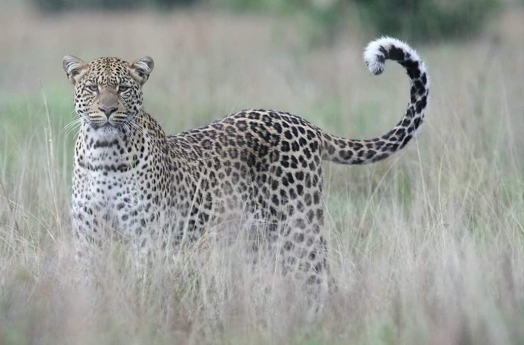 leopard in the grass