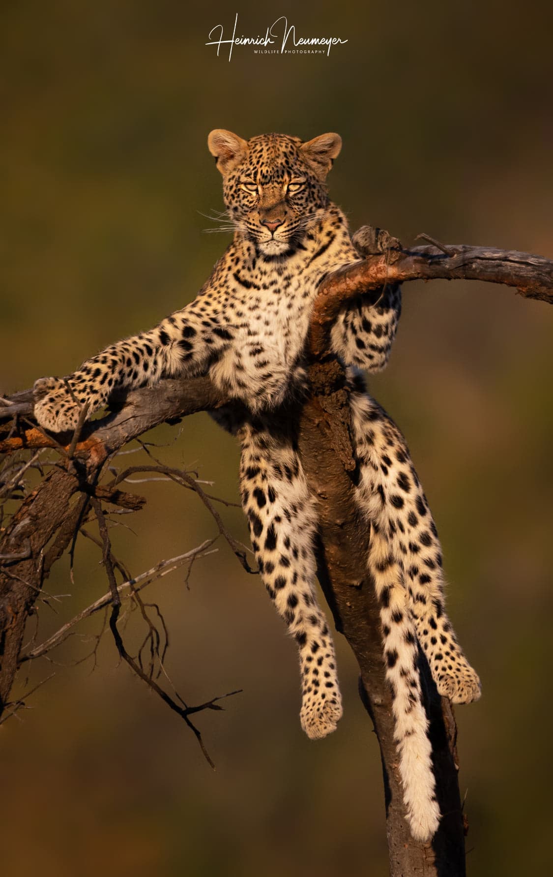 leopard