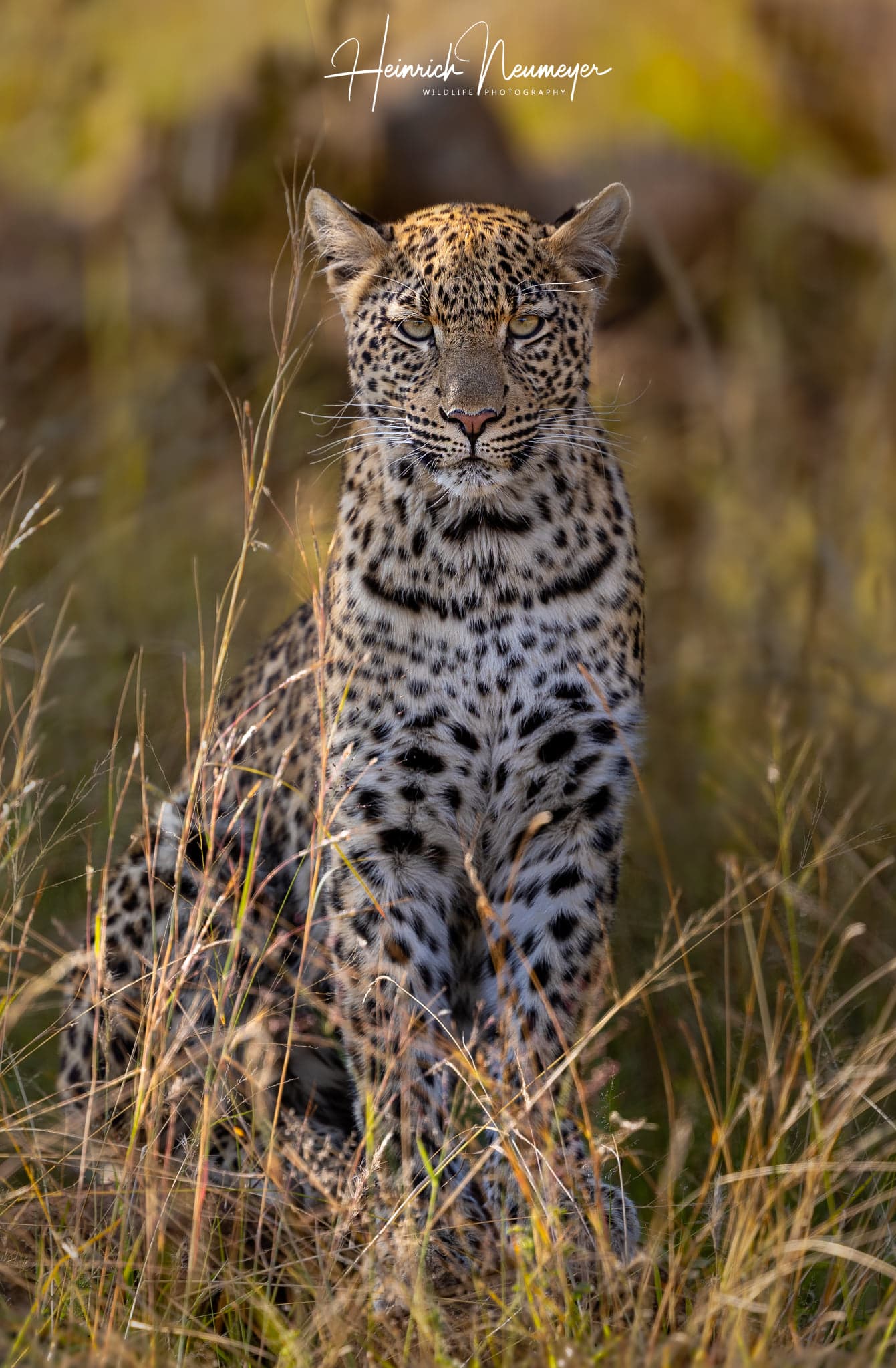 leopard