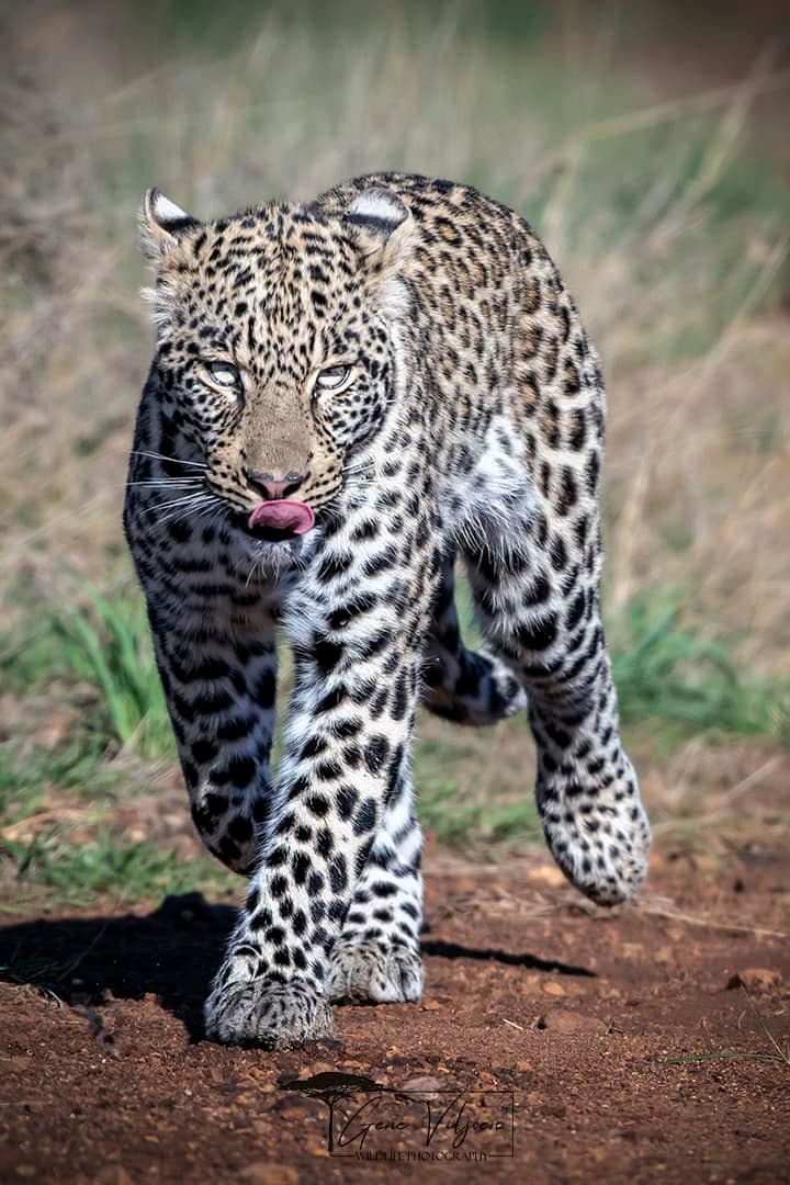 leopard