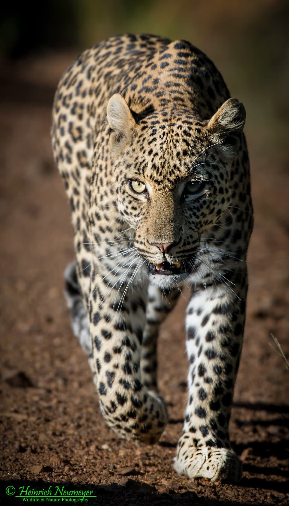 leopard