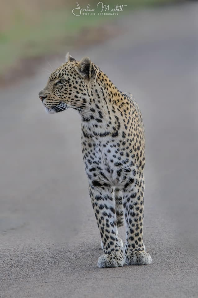 leopard