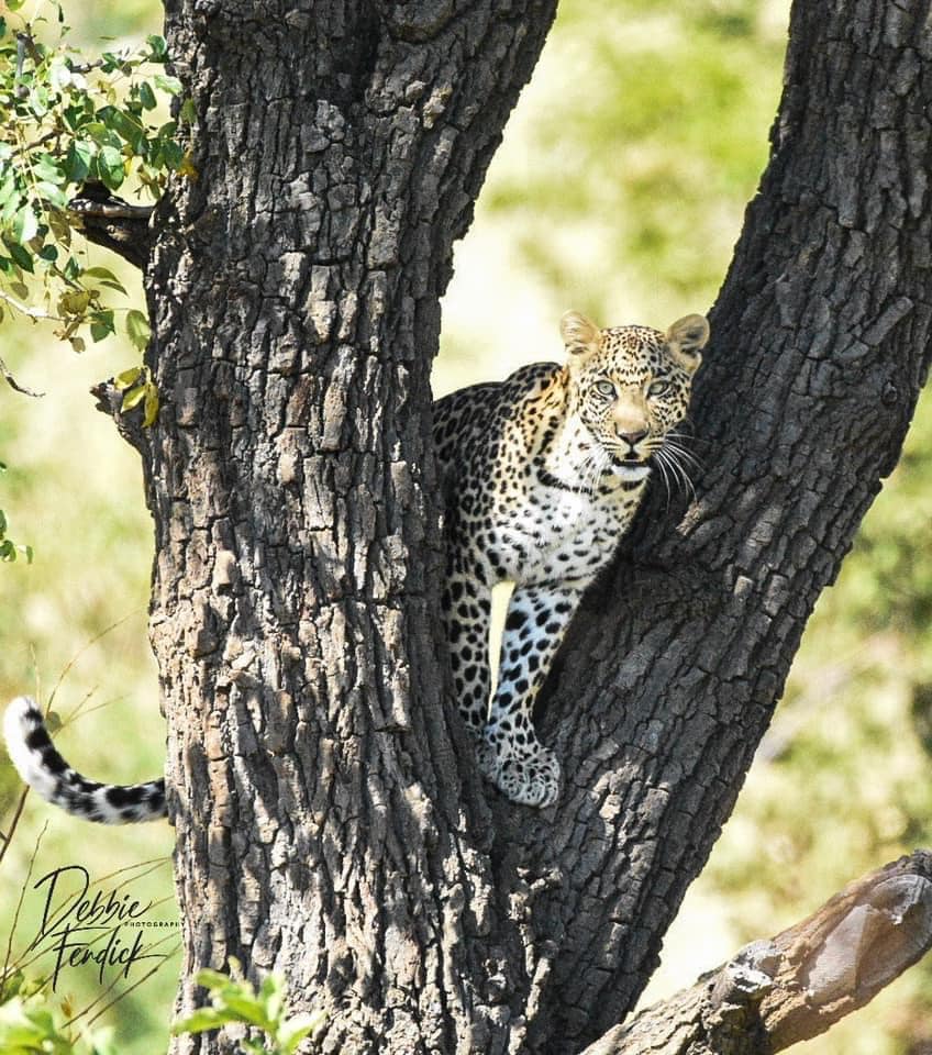leopard