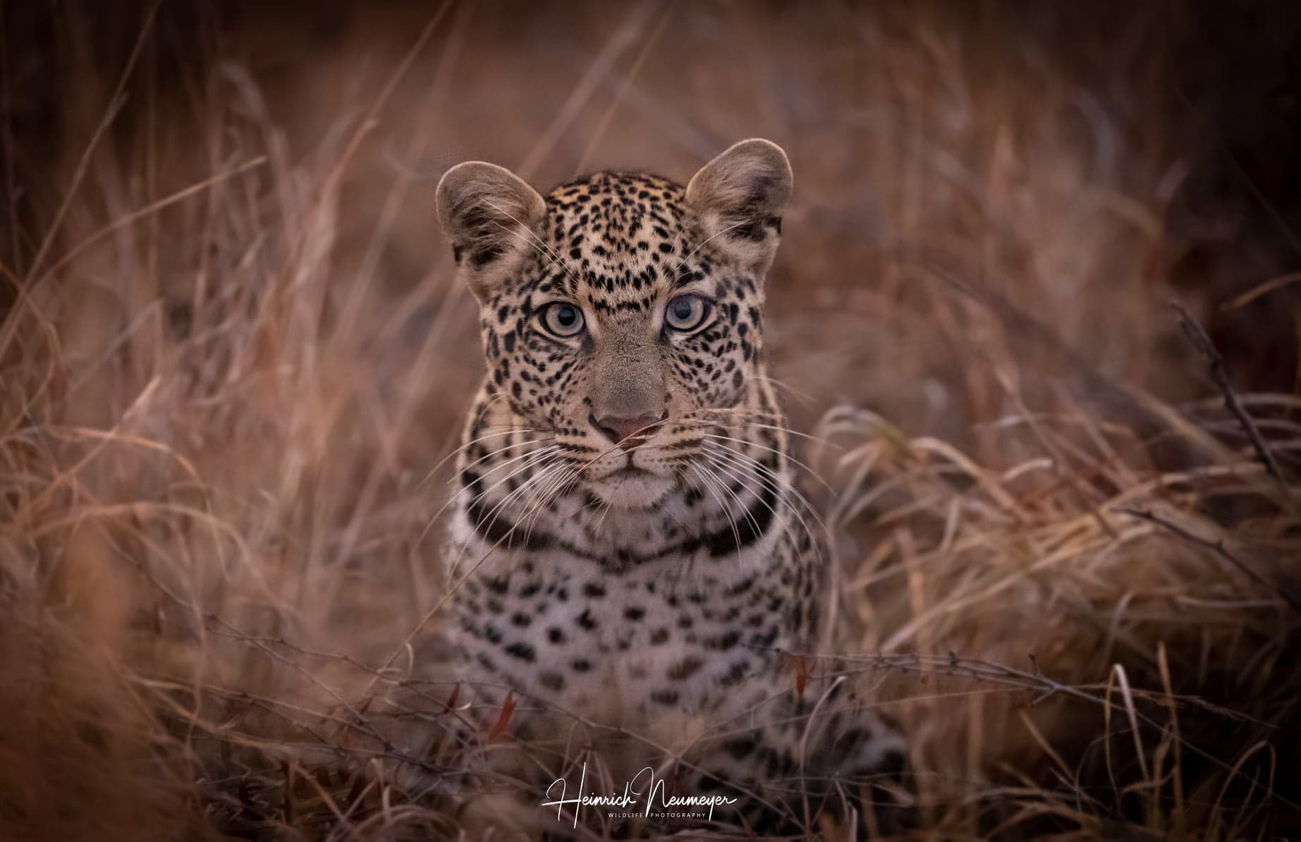 leopard