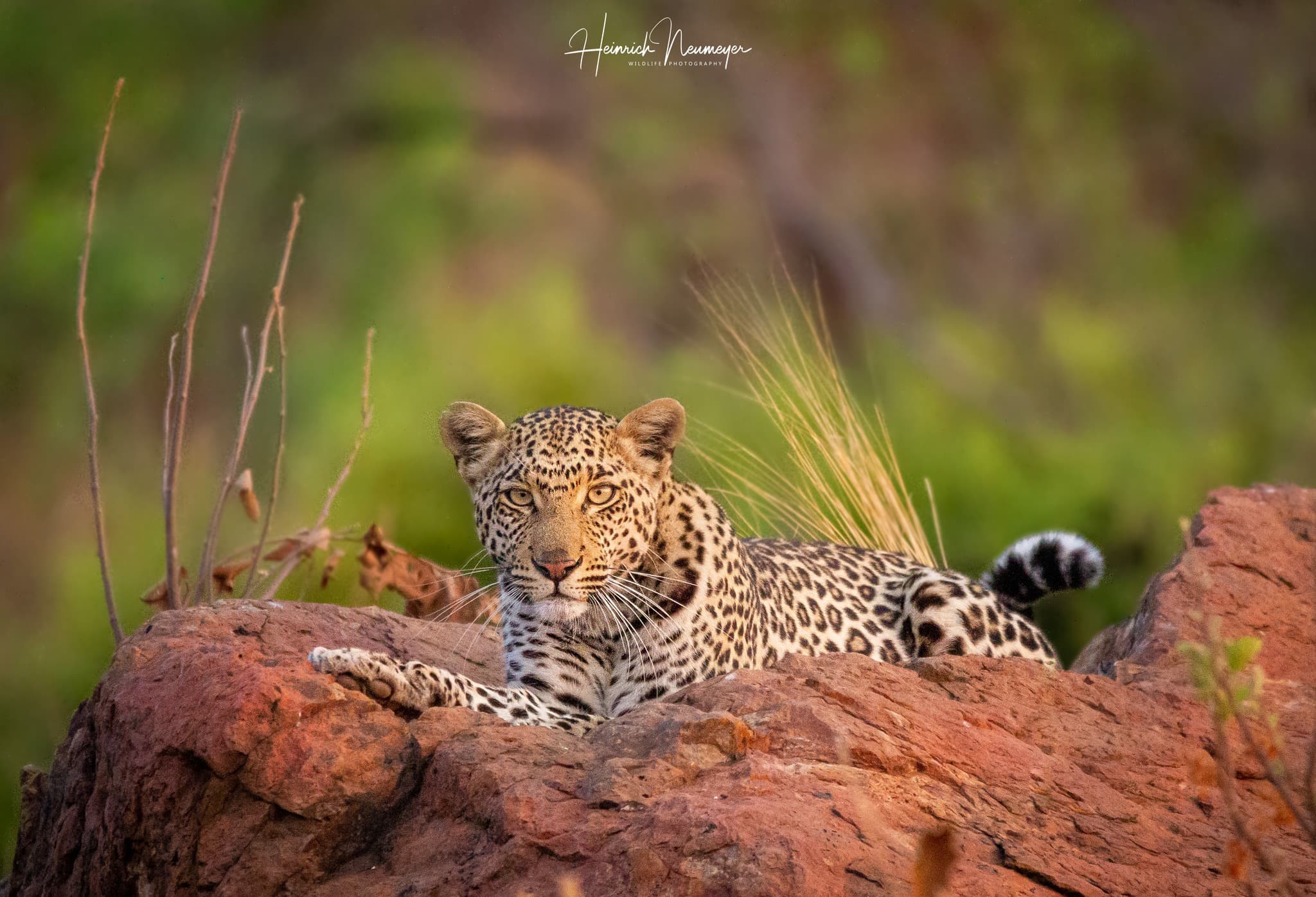leopard