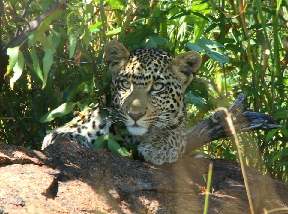 leopard