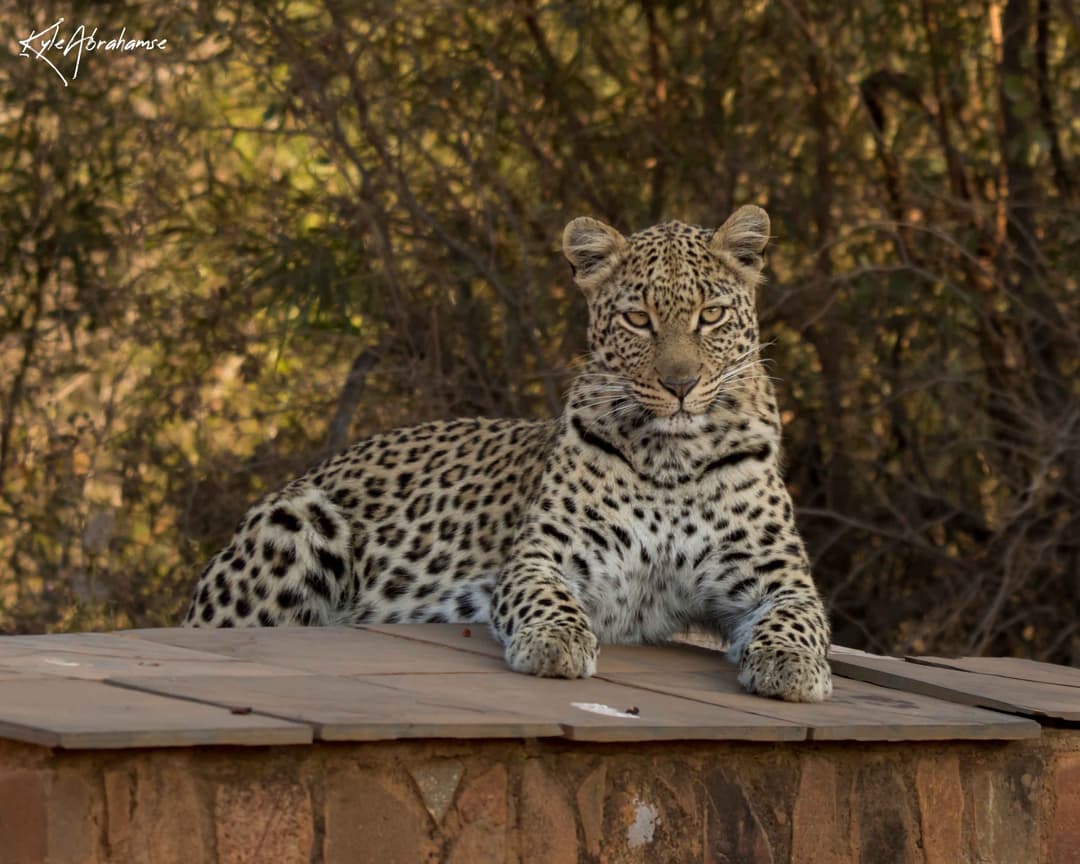 Serati Female