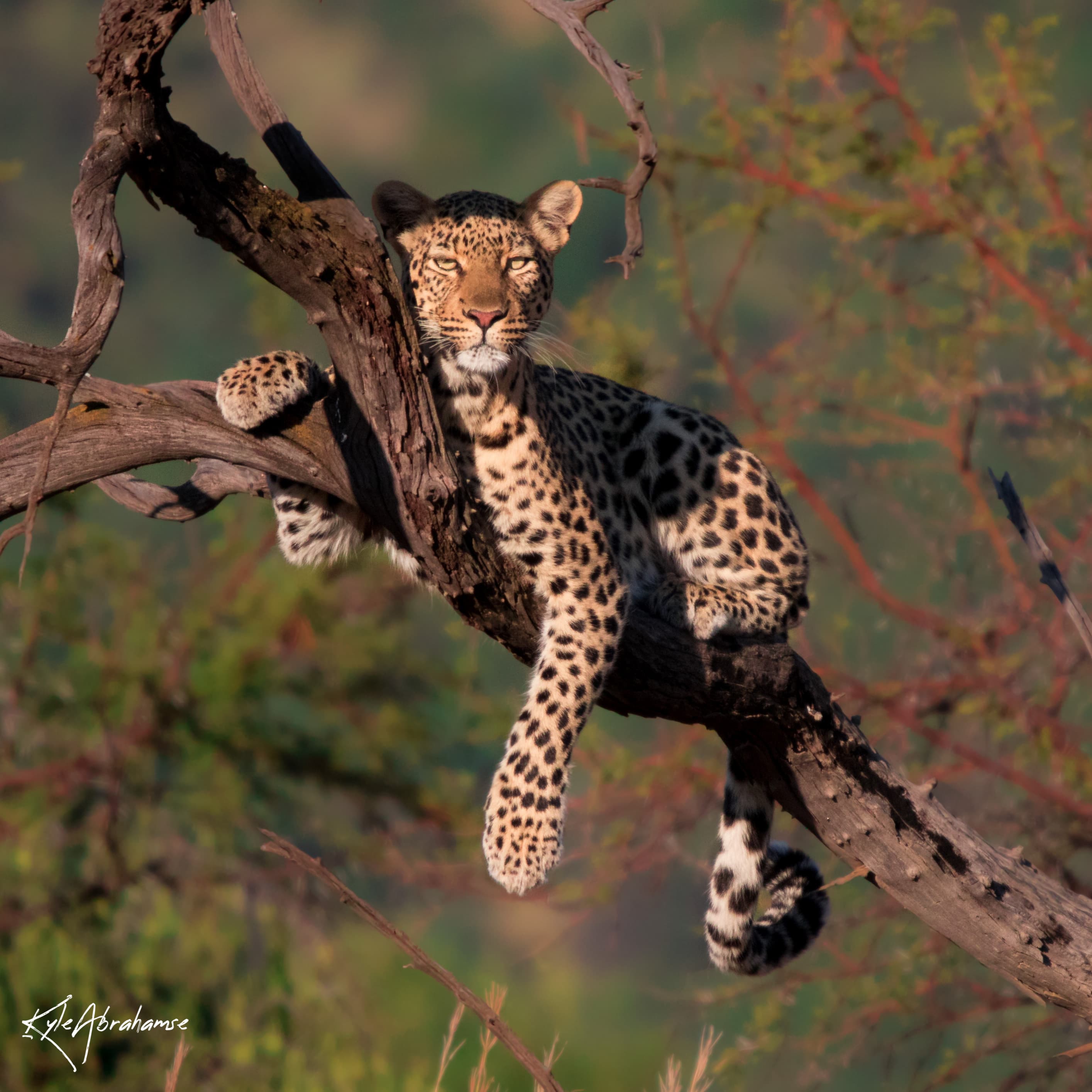 leopard tree